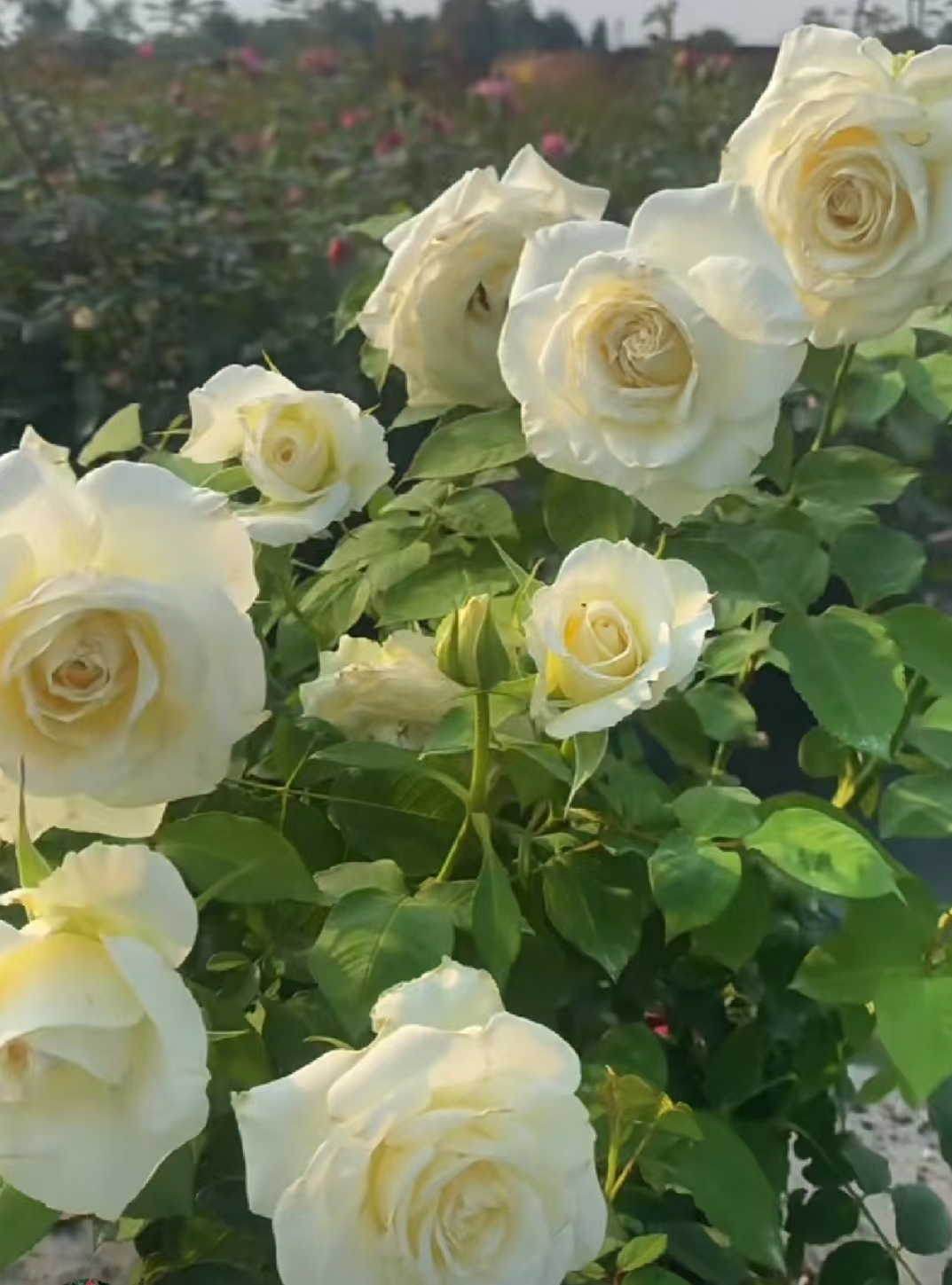 【水灵花园】坦尼克新品大花切花抗病灌木白色月季玫瑰-图3
