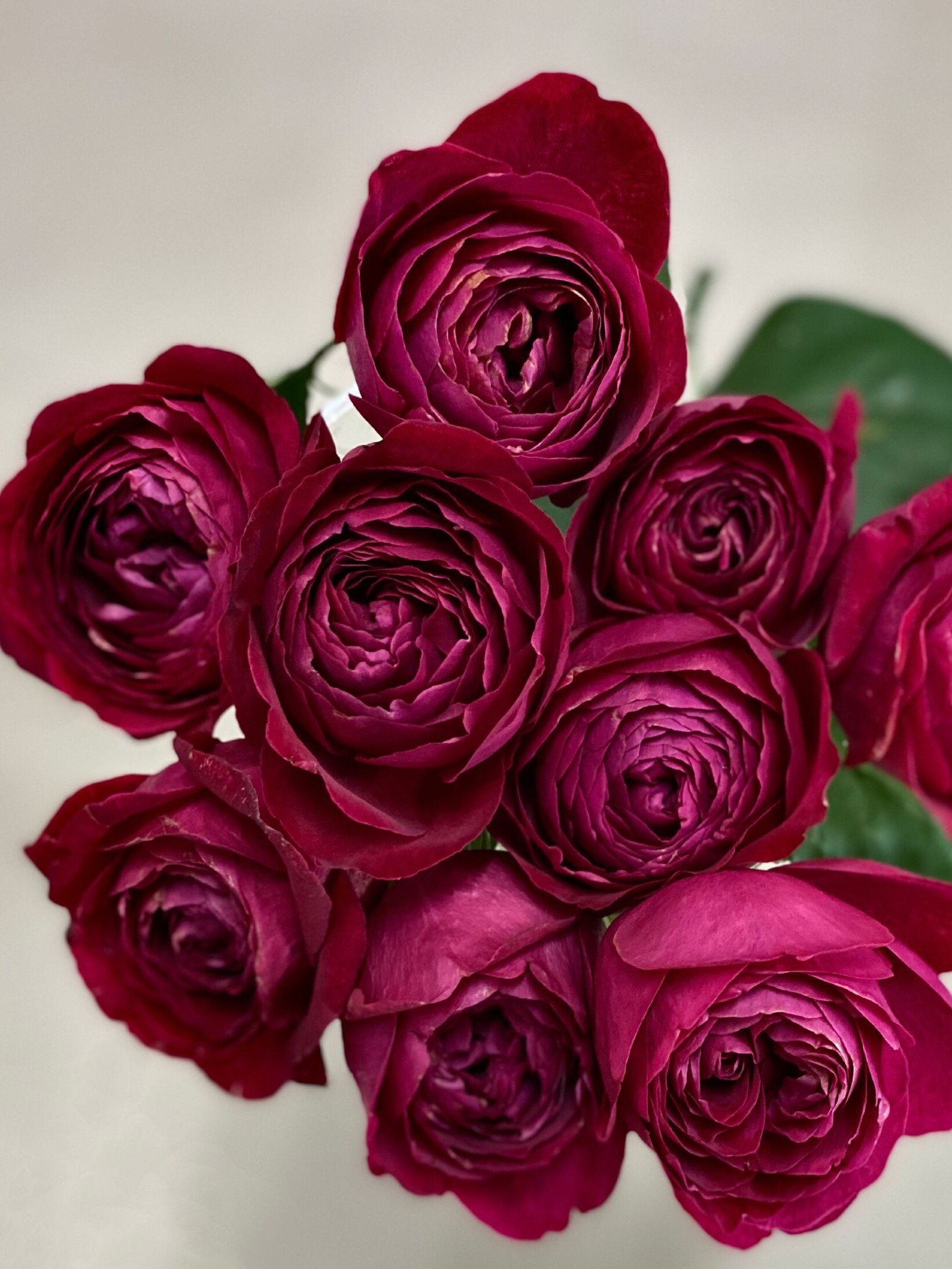 红色芬芳 2022日本超新品红色月季强香大花玫