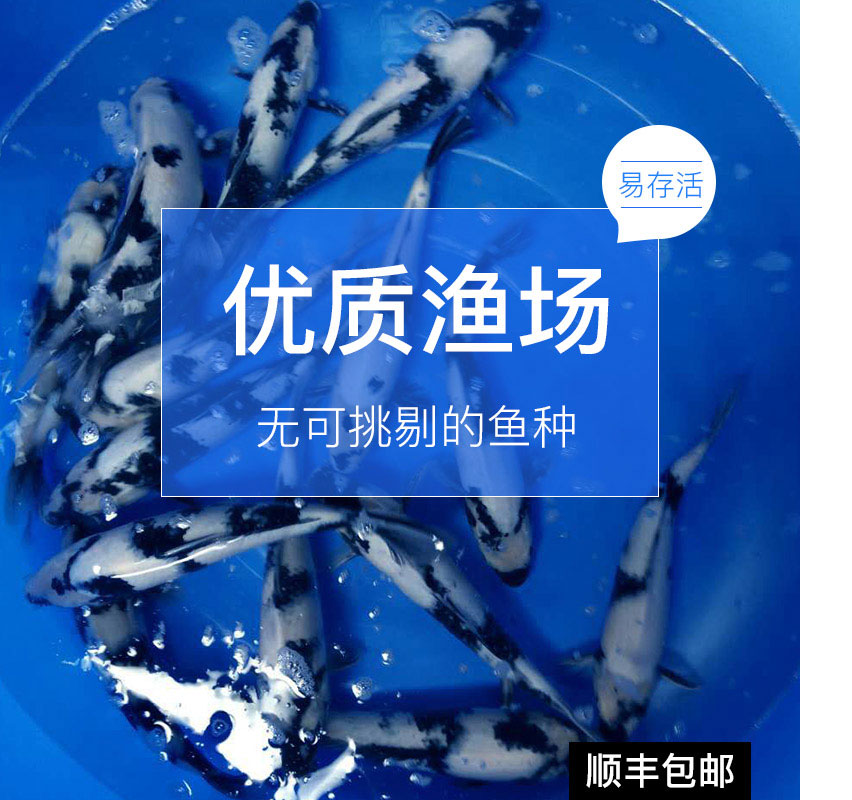 日本纯种锦鲤白写绯写昭和高档观赏鱼易养耐活淡水冷水鱼活体鱼-图0