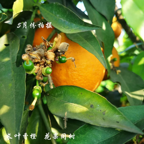长叶香橙脐橙树苗母本苗新津早熟蜜桔苗柑桔盆栽室外嫁接果树苗木 - 图2