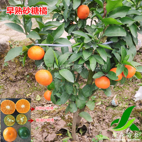 砂糖桔树苗 嫁接苗木早熟沙塘桔果苗 南方四会砂糖橘当年结果树 - 图1