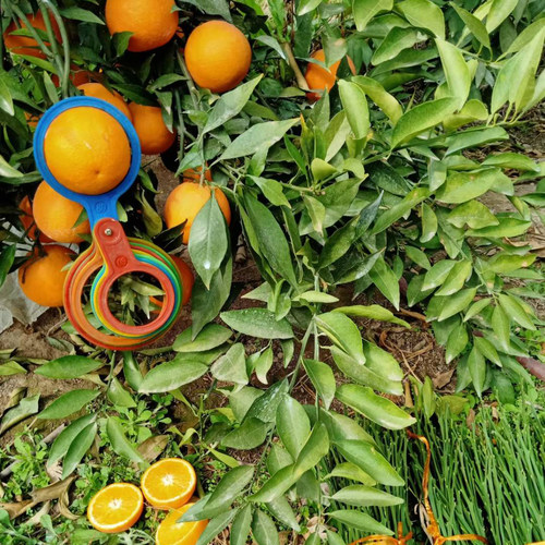 长叶香橙脐橙树苗母本苗新津早熟蜜桔苗柑桔盆栽室外嫁接果树苗木 - 图1