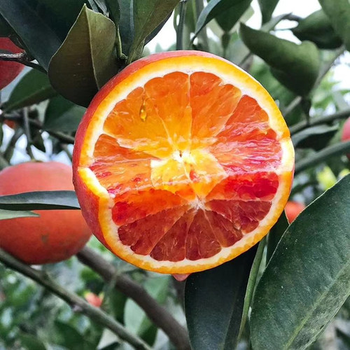 塔罗科血橙树苗 嫁接苗四川资中可选带果树果苗木赣南脐橙树 成森 - 图2