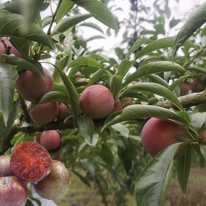 三华李树苗早熟李子苗果树苗木嫁接苗庭院地栽盆栽水果苗四川成森,淘宝优惠券,粉丝福利购,淘宝优惠卷