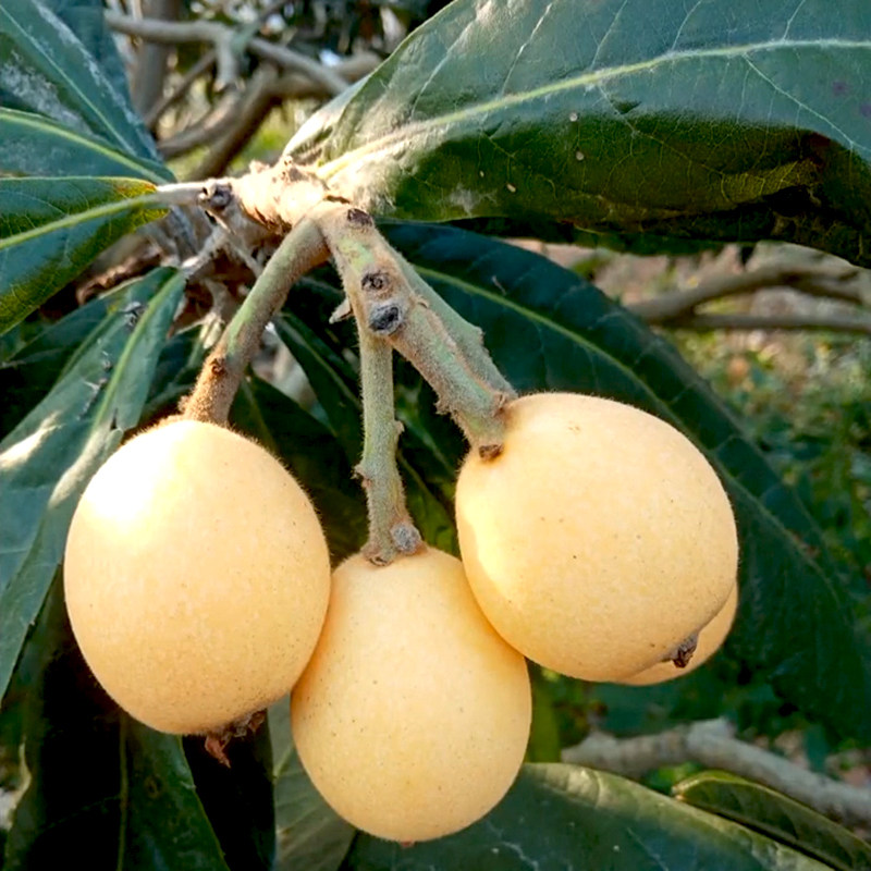 贵妃枇杷树苗嫁接白肉琵琶白沙果树苗盆栽地栽常绿苗木果苗春花,淘宝优惠券,粉丝福利购,淘宝优惠卷