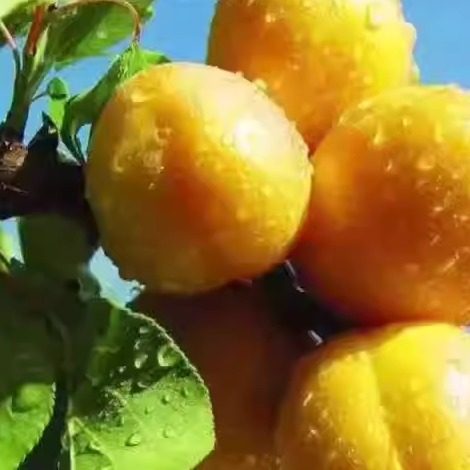 正宗新鲜杏子敦煌李广杏8斤时令水果营养丰富无公害果园直发顺丰,淘宝优惠券,粉丝福利购,淘宝优惠卷