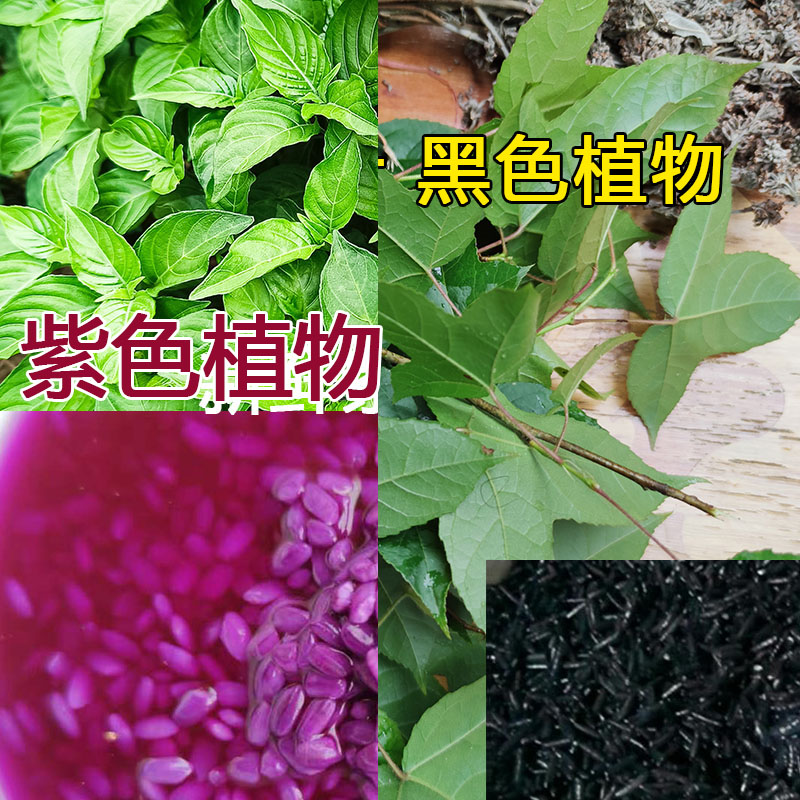 枫香叶新鲜乌米饭叶红蓝草三月三清明节染料广西五色糯米饭植物-图2