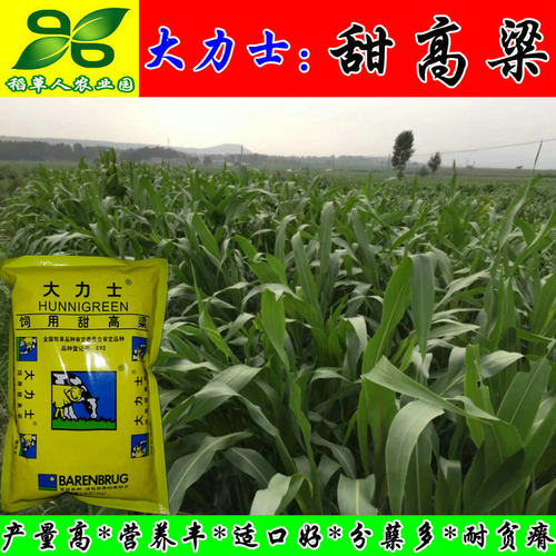 大力士甜高粱种子 正宗荷兰百绿集团进口牛羊鱼青贮 饲用牧草种籽 - 图1