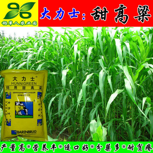 大力士甜高粱种子 正宗荷兰百绿集团进口牛羊鱼青贮 饲用牧草种籽 - 图0