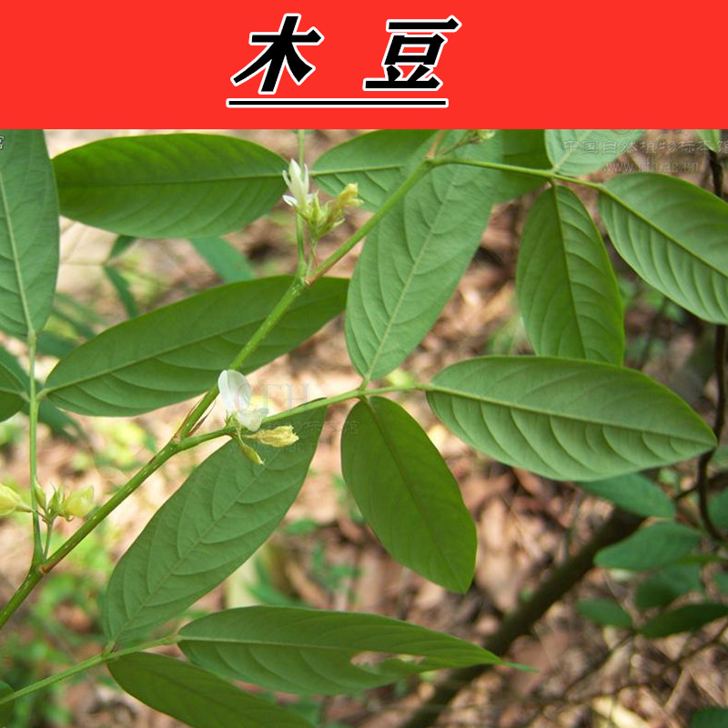 木豆 鸽豆 柳豆 豆蓉 树豆 树黄豆 灌木护林护坡包邮 - 图2