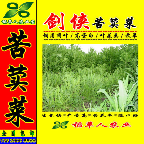 饲用苦荬菜种子 牧草籽牛羊鸡鸭鹅兔鱼肥猪草买卖麦麻 南北方包邮 - 图1