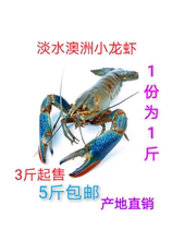 Poissons deau douce australiens écrevisses deau douce bleu propre homard vert petit dragon vert trois chatons