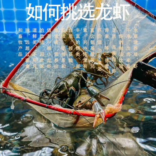 淡水养殖澳洲小龙虾蓝龙虾小青龙大虾特大号鲜活顺丰包邮5斤装 - 图3