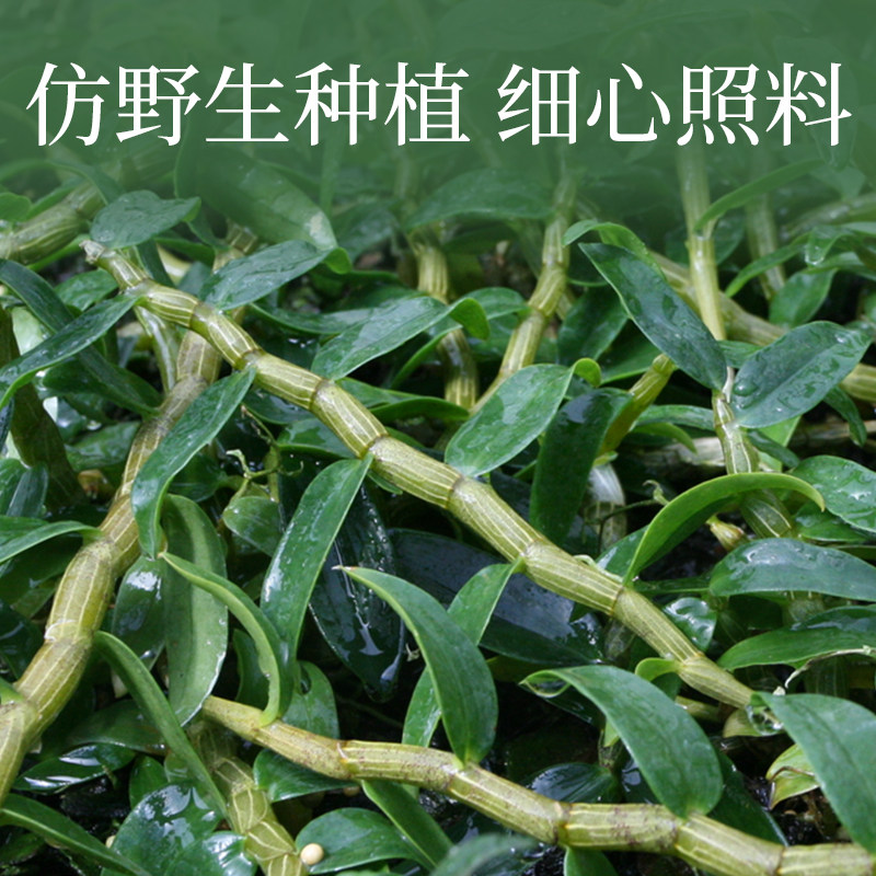 康恩贝铁皮鲜条100g云南雁荡山枫斗 康恩贝高山铁皮石斛/枫斗