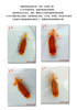 Nissin Marubeni Feed Open Medaka Lanju Fish Food