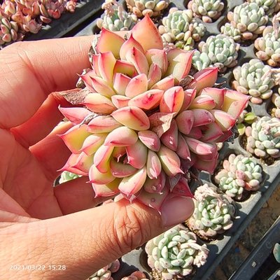 小林多肉 果冻花月夜精控粉透状态多头群生穴盘经典好养植物 小林多肉 淘优券