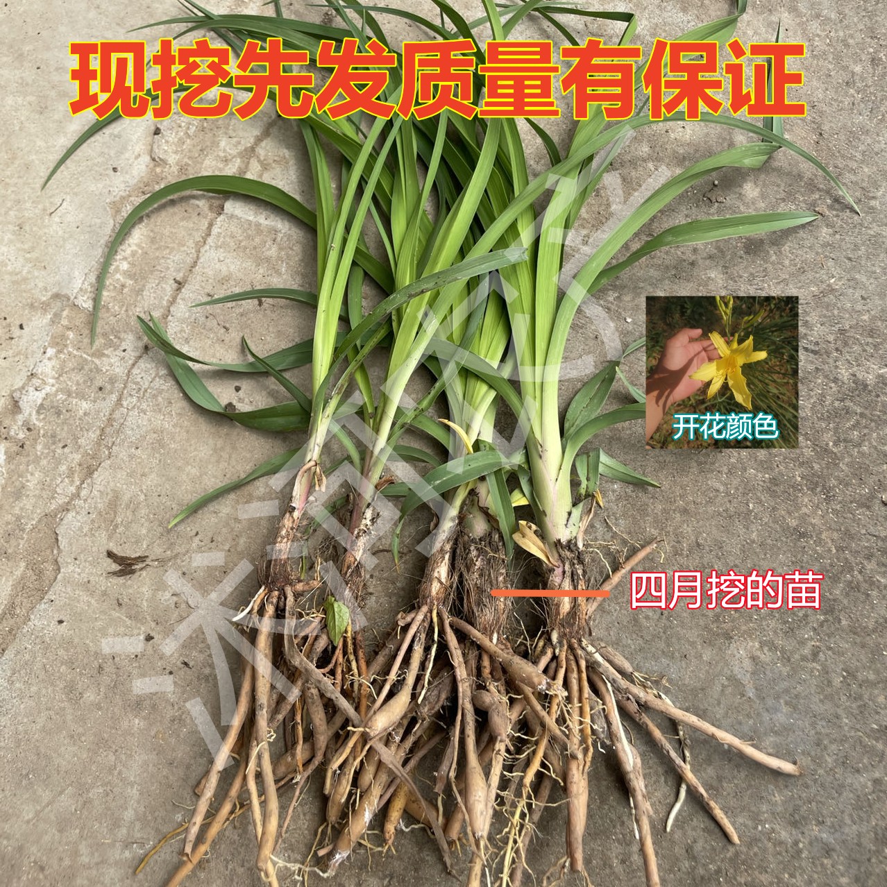 黄花菜种苗金针菜苗基地现挖直发优质高产食用黄花菜种植苗包活-图0