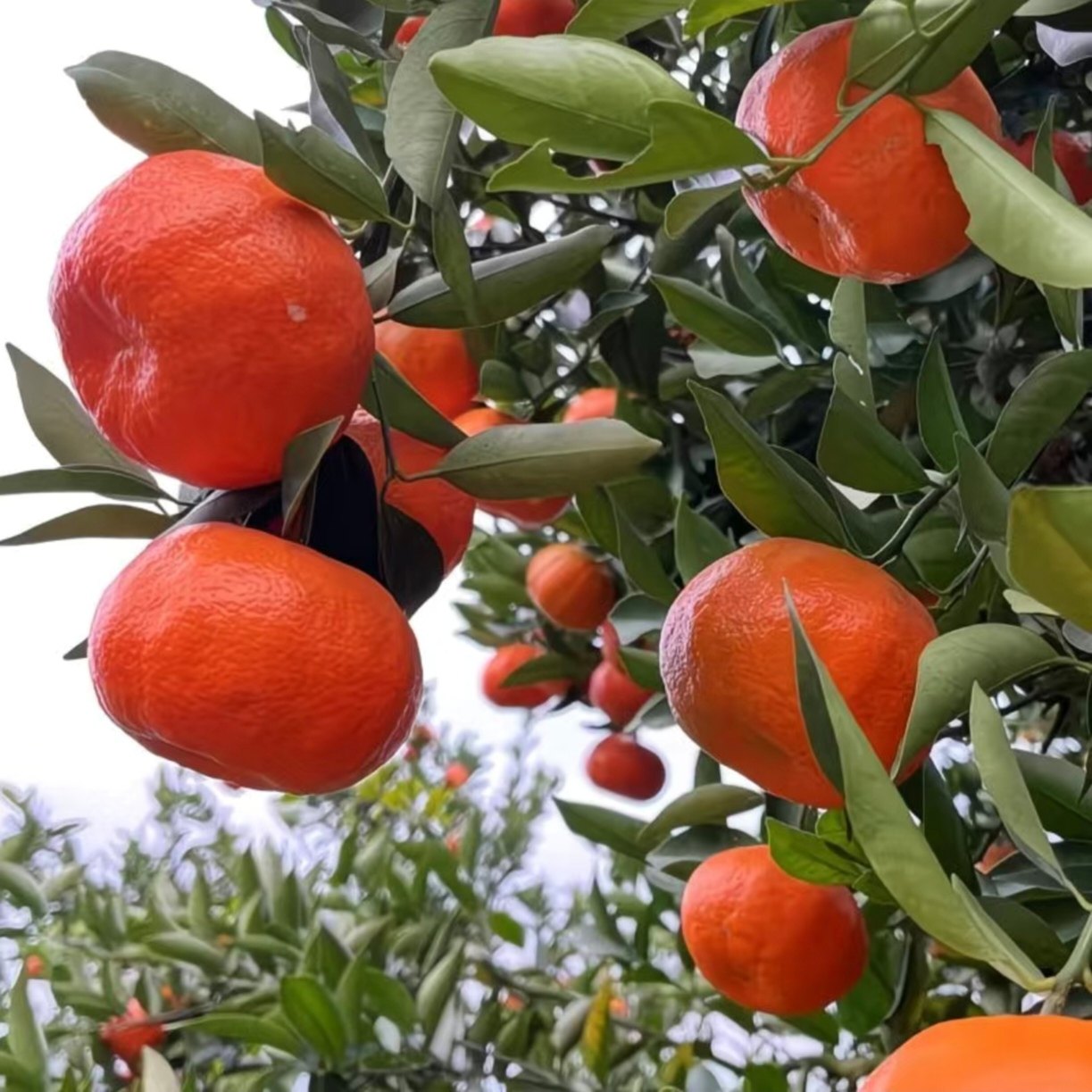 重庆红橘子古红桔新鲜当季水果红皮柑橘古老树陈皮大红袍橘子,淘宝优惠券,粉丝福利购,淘宝优惠卷