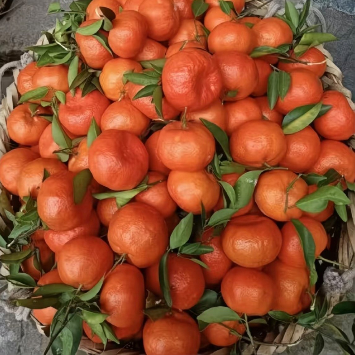 重庆红橘子古红桔新鲜当季水果红皮柑橘古老树陈皮大红袍橘子,淘宝优惠券,粉丝福利购,淘宝优惠卷