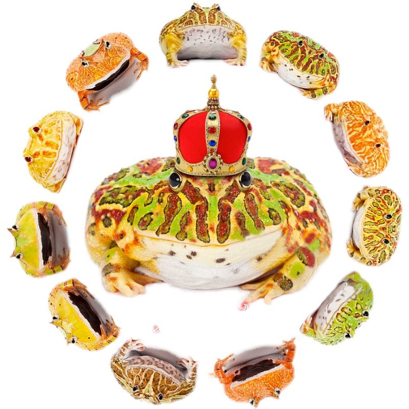 活体宠物角蛙黄金绿角草莓南瓜皮卡丘蝴蝶霸王钟角小丑非牛姥爷树,淘宝优惠券,粉丝福利购,淘宝优惠卷