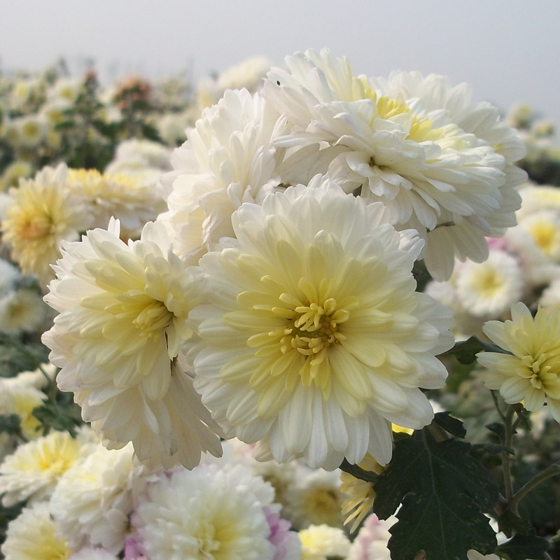 河南焦作怀菊花怀菊正宗怀沁怀菊花茶白菊花清热下火茶焦作特产-图2