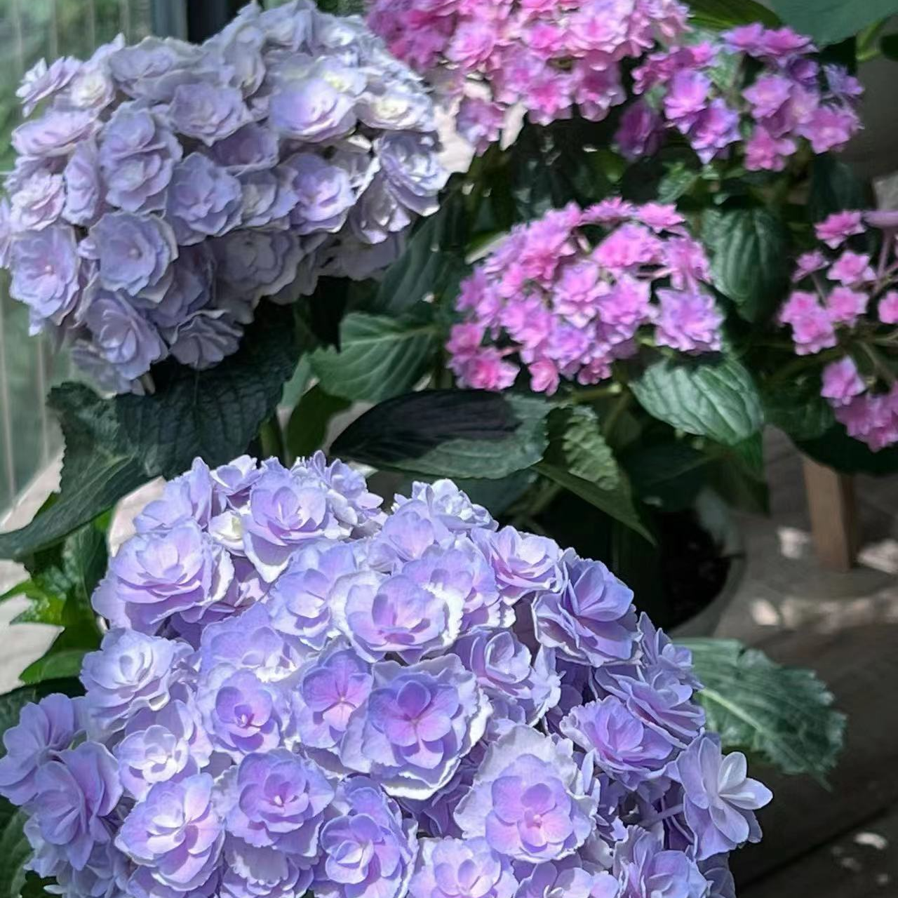 原野先生花园（2/3加仑花宝）阳台庭院盆栽地栽绣球植物夏季,淘宝优惠券,粉丝福利购,淘宝优惠卷