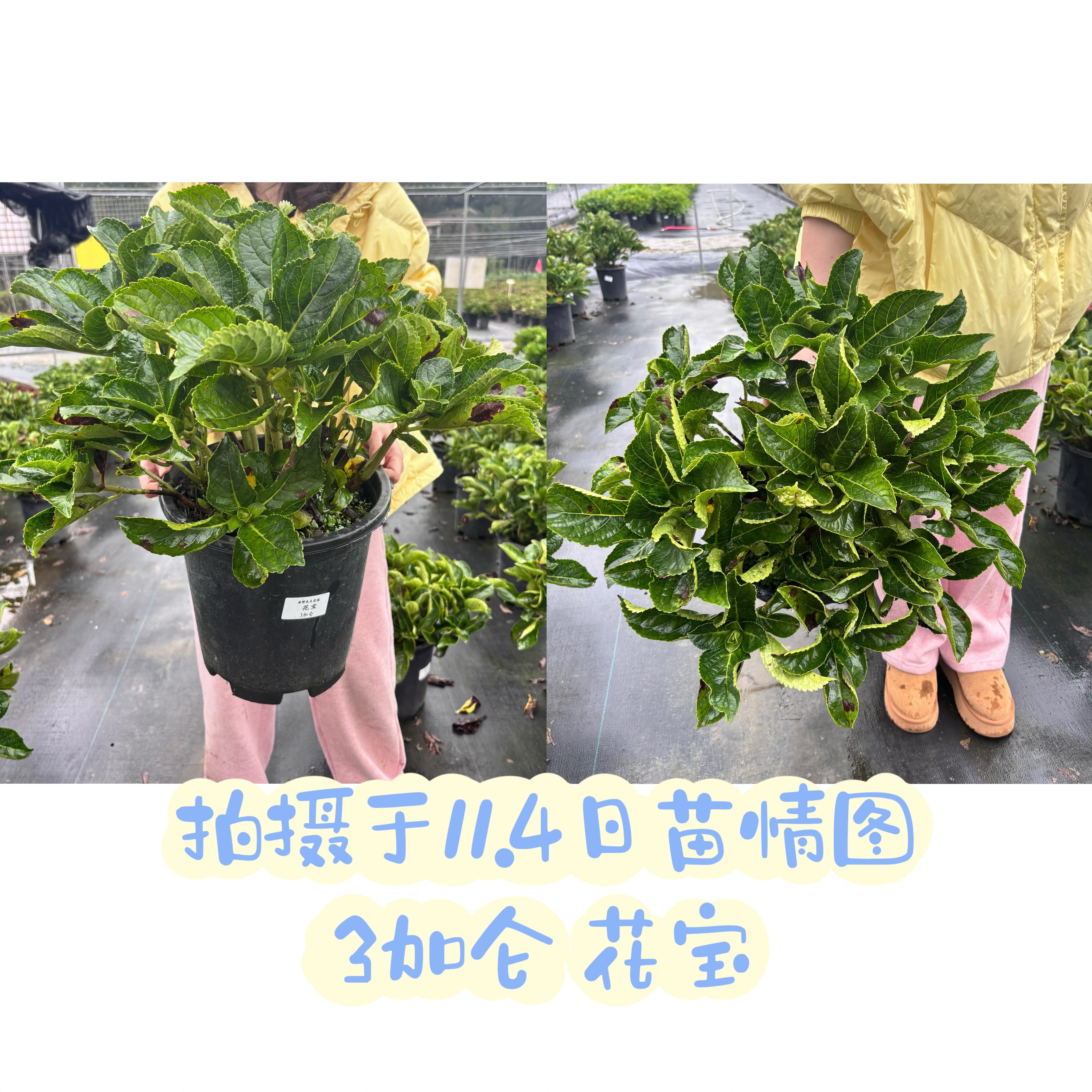 原野先生花园（2/3加仑花宝）阳台庭院盆栽地栽绣球植物夏季,淘宝优惠券,粉丝福利购,淘宝优惠卷