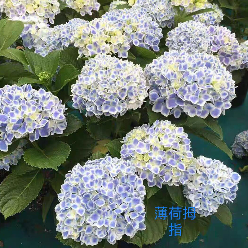 原野先生花园（2加仑 薄荷拇指）养护大花绣球,淘宝优惠券,粉丝福利购,淘宝优惠卷