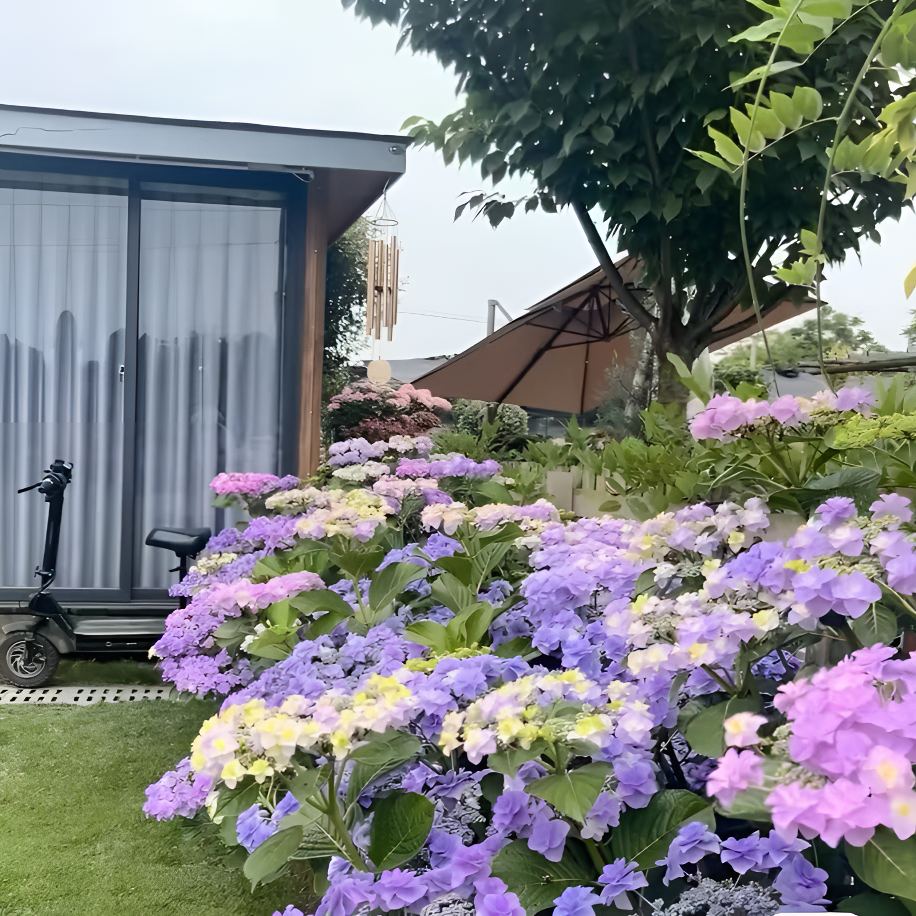 原野先生花园 7加仑混合绣球 地栽盆栽植物春季,淘宝优惠券,粉丝福利购,淘宝优惠卷