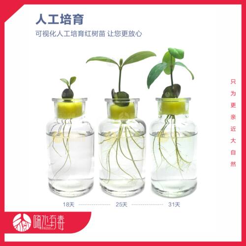 白骨壤 红树种子 秋茄 水笔仔 海缸 海水植物 造景 水陆缸 潮汐缸 - 图2