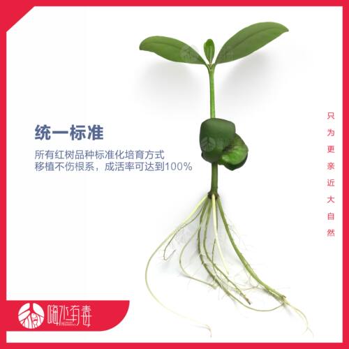 白骨壤 红树种子 秋茄 水笔仔 海缸 海水植物 造景 水陆缸 潮汐缸 - 图3