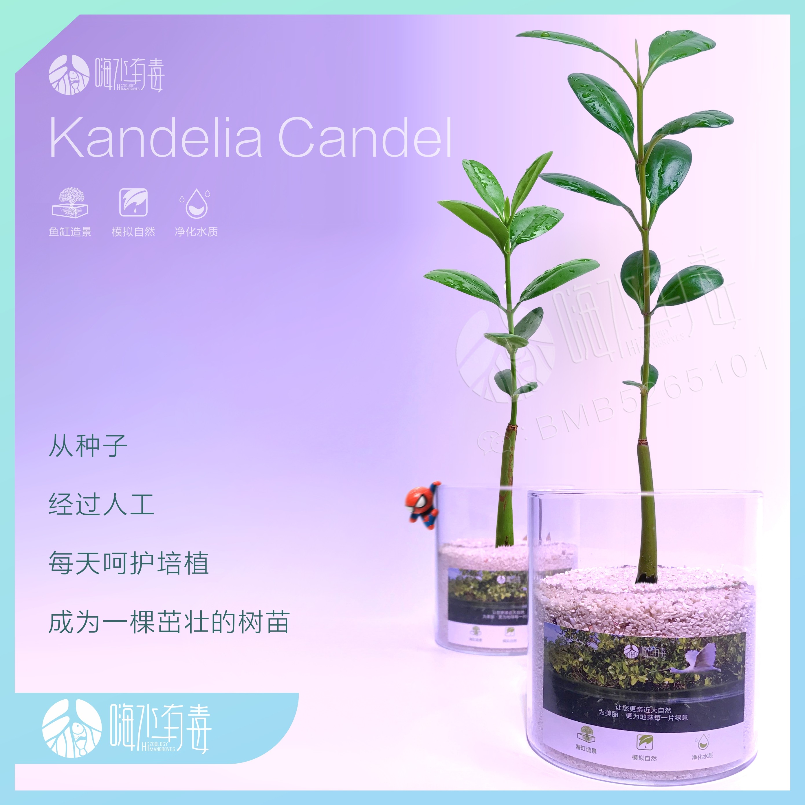 淡水红树 红树苗 水陆缸 雨林缸 草缸 水草 造景 原生缸 嗨水有毒 - 图1