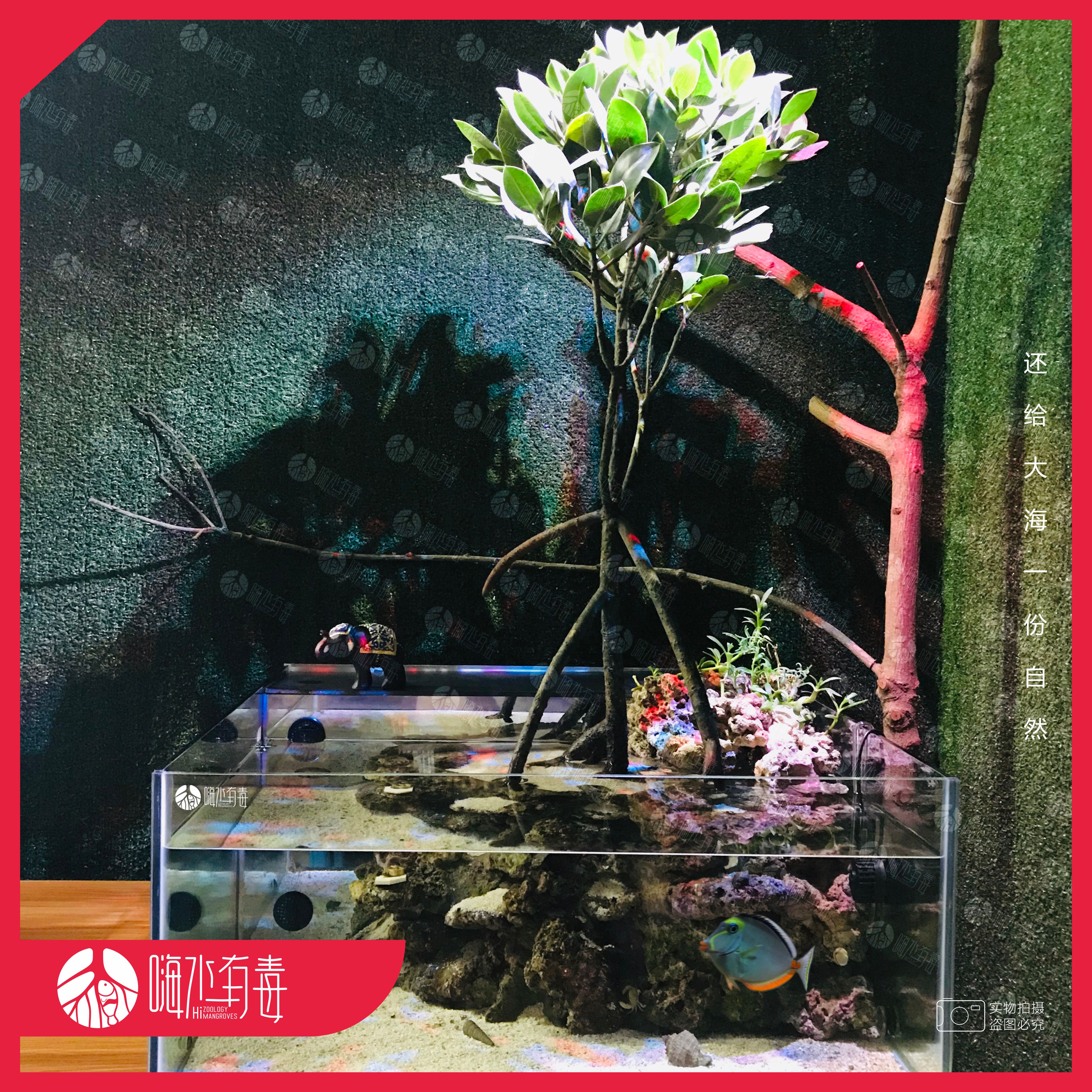 海马齿红树植物红树苗海水植物海缸造景水陆植物潮汐缸-图1