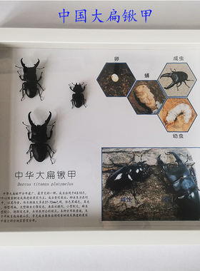 昆虫蝴蝶生活史标本工艺品礼物