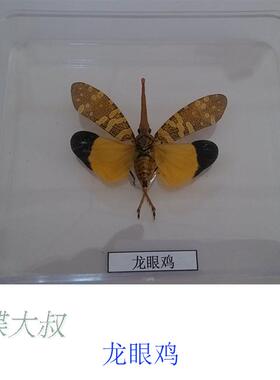 昆虫蝴蝶标本标本作业