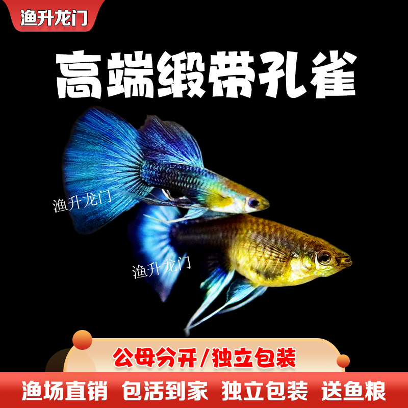 孔雀鱼凤尾淡水易繁殖耐活体好养纯种灯科小型热带胎生观赏金鱼苗 - 图1