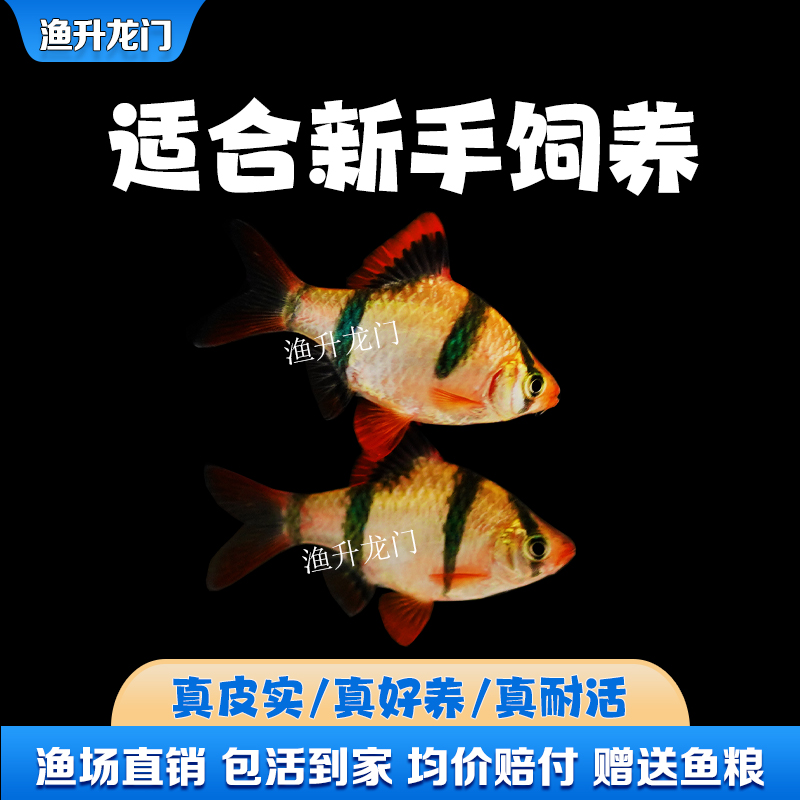 虎皮鱼活体新手好养小型热带鱼淡水耐活四间群游鱼金观赏鱼苗包邮 - 图1