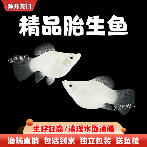 胎生鱼活体玛丽鱼淡水观赏鱼清道夫繁殖孕母孔雀玛丽球小型热带鱼 - 图2