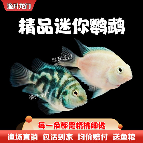 迷你鹦鹉鱼活体淡水新手繁殖宝蓝白金鹦鹉鱼短鲷小型鱼热带观赏鱼 - 图3