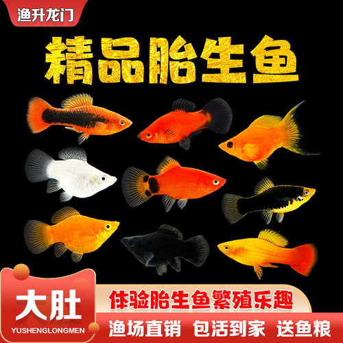 胎生鱼活体玛丽鱼淡水观赏鱼清道夫繁殖孕母孔雀玛丽球小型热带鱼 - 图0