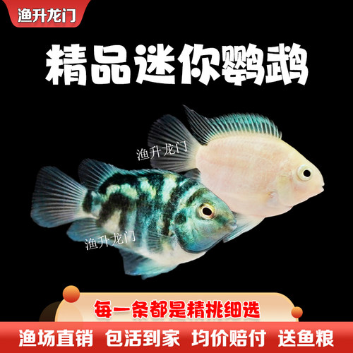 迷你鹦鹉鱼活体淡水新手繁殖宝蓝白金鹦鹉鱼短鲷小型鱼热带观赏鱼 - 图2