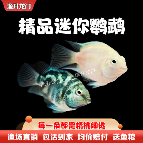 迷你鹦鹉鱼活体淡水新手繁殖宝蓝白金鹦鹉鱼短鲷小型鱼热带观赏鱼 - 图1