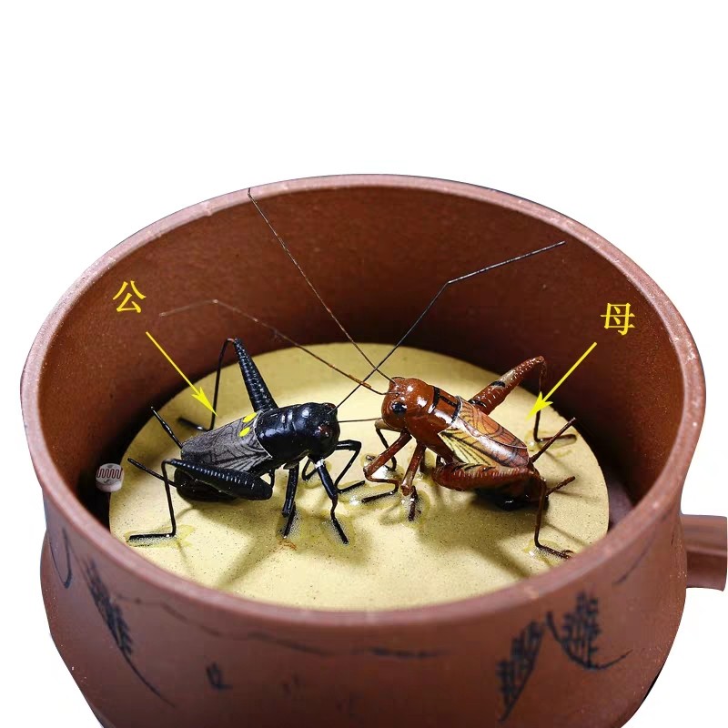 创意紫砂摆件雕塑雅玩茶宠 家居礼品常胜将军开盖发出2个蟋蟀真声