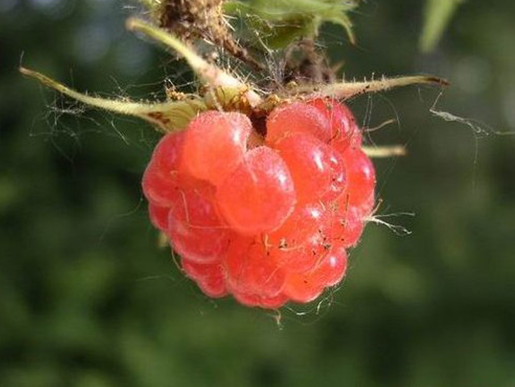 东北野生覆盆子苗托盘苗树莓寒莓蛇莓地莓茅莓  大地盆栽庭院绿植 - 图2