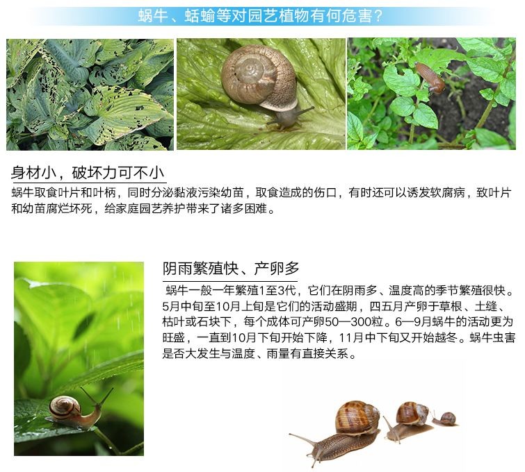 国光诺定清四聚乙醛蜗牛杀虫剂除蜗牛鼻涕虫蛞蝓花卉草坪杀虫药粉 - 图0