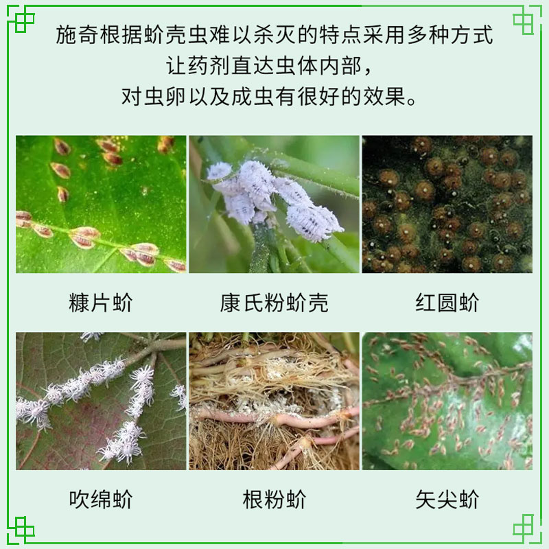 国光施奇蚧必治吡虫啉噻嗪酮专用药蚧壳虫杀虫剂柑橘月季介壳虫药-图1