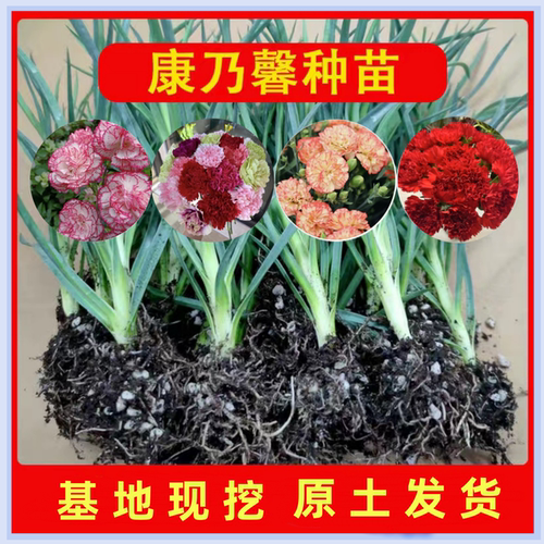 康乃馨花苗原土发货过冬花草耐寒宿舍多色懒人养花好养活花卉 - 图2