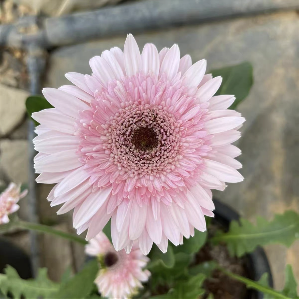 非洲菊花苗盆栽花苗扶郎花小苗四季开花绿植花卉阳台庭院易活种苗 - 图2