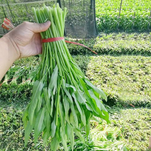 泰国青骨柳叶空心菜种子青骨蕹菜竹叶水生盆栽蔬菜籽四季种植籽孑-图2