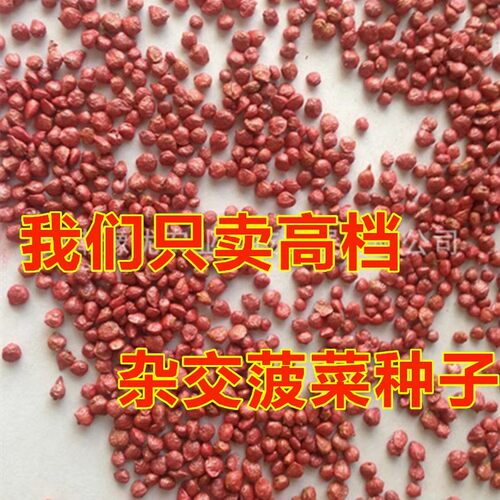 耐热杂交菠菜种子基地用夏秋季大叶菠菜高产墨绿耐寒菠菜籽蔬菜孑 - 图1